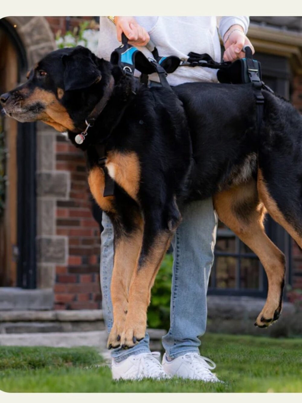 Help 'Em Up Dog Harness, plus optional Walking Handle, for dogs 45-80 pounds - Picture 2 of 7